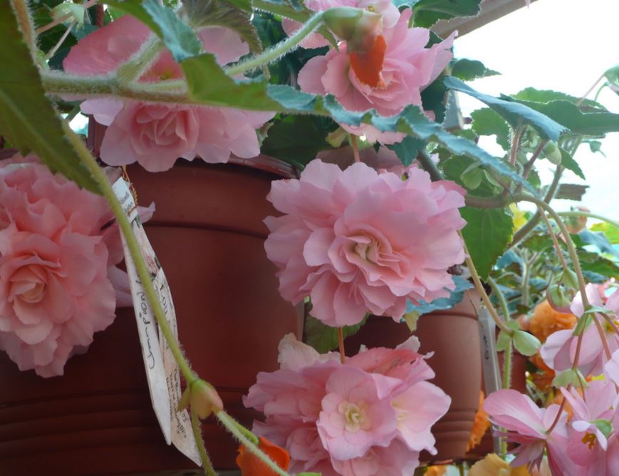 B. ‘Lou-Anne Champion’